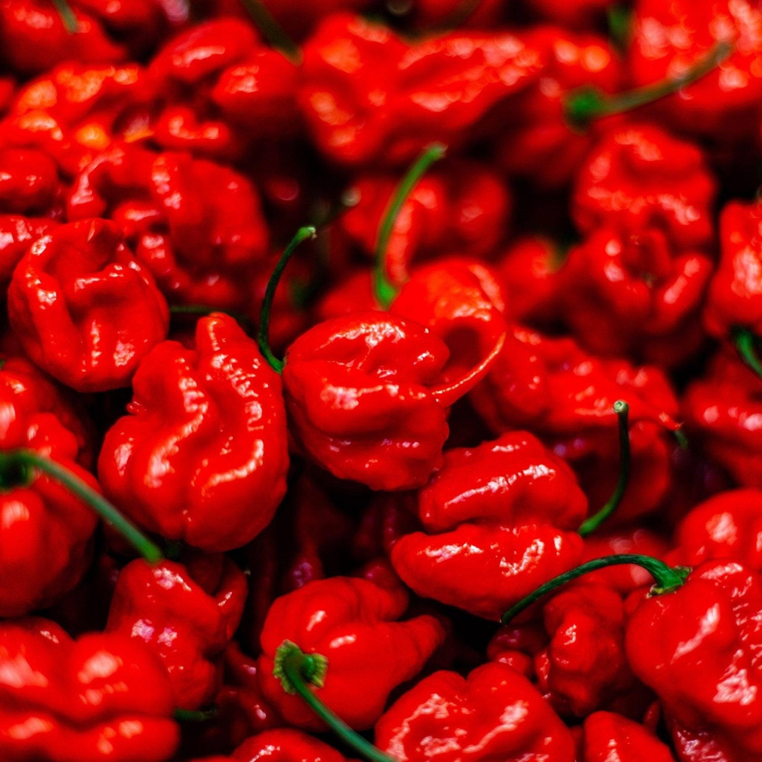 Hot Sauce
